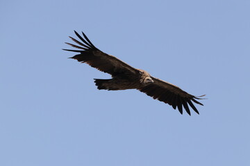 Himalayan vulture (Gyps himalayensis) or Himalayan griffon vulture is an Old World vulture native to the Himalayas.