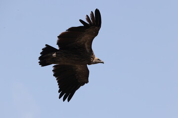 Himalayan vulture (Gyps himalayensis) or Himalayan griffon vulture is an Old World vulture native to the Himalayas.