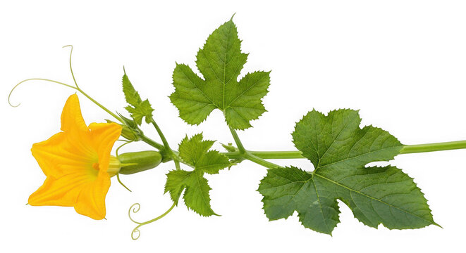 Yellow squash flower and leaves isolated on transparent background