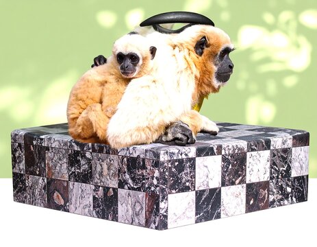 Monkeys on Checkered Platform