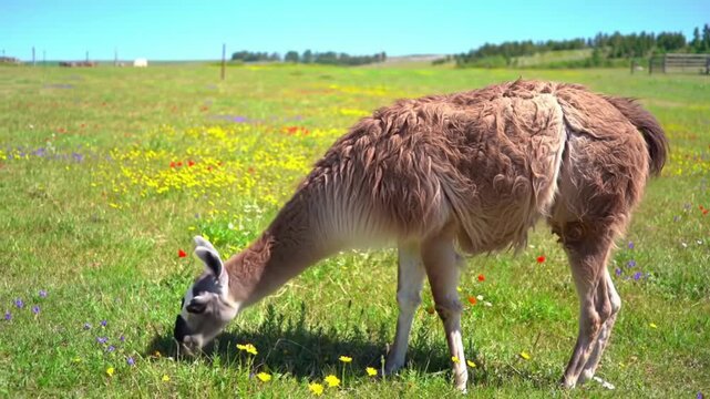 A llama grazing near flowers under sunny clear skies, bright and cheerful background