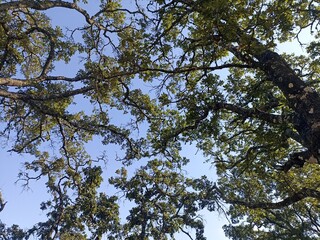 trees and sky