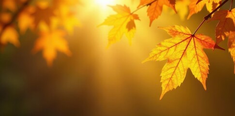 Fototapeta premium Sunlit autumn leaves, vibrant yellow hues on matching backdrop , background, bright