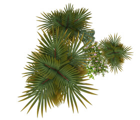Top View of Tropical Palm Trees and Foliage for landscape rendering