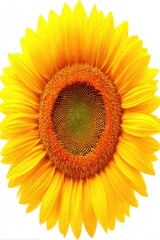 Close-up of a vibrant sunflower, bright yellow petals, dark orange center