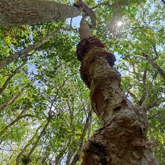 Fototapeta premium tree in the forest