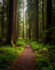 Fototapeta premium Forest path, sunlight through trees