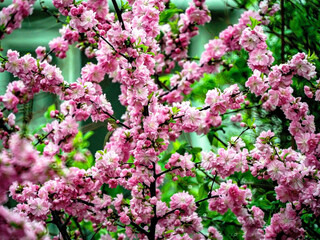 A beautiful cherry blossom resembling a blooming Japanese sakura