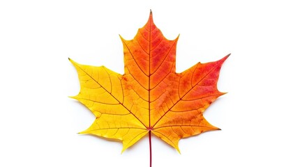 Fototapeta premium Vibrant Autumn Maple Leaf Isolated on White Background, Showcasing a Beautiful Gradient of Yellow, , and Red Fall Colors with Detailed Veins and Distinct Lobed Shape