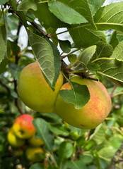 Yellow fused apples on a tree branch on a sunny day