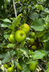 There are a lot of green apples on the branches of an apple tree in the garden. Cultivation of eco-apples.
