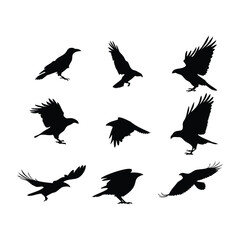 Crow and Raven Silhouettes – Black Bird Vector Set