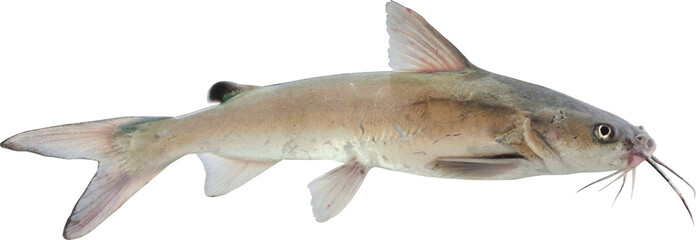 Hardhead Catfish Isolated On Transparent Background