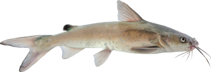 Hardhead Catfish Isolated On Transparent Background