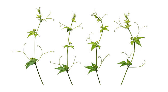 Green ivy vines growing upwards isolated on transparent background