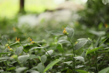 Yellow wildflowers stand out in the forest