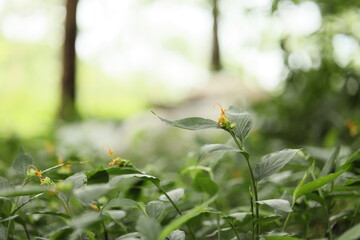 Yellow wildflowers stand out in the forest