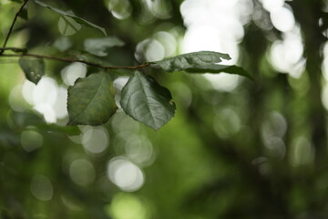 Green leaves in the forest have bokeh backlight.