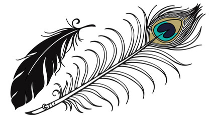 Obraz premium peacock feather isolated on black