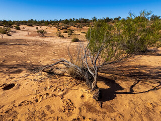 A typical Mallee desert scene with low scrub, scattered vegetation, and weathered stumps scattered across the arid sandy ground. The harsh yet striking landscape reflects the resilience of plants.