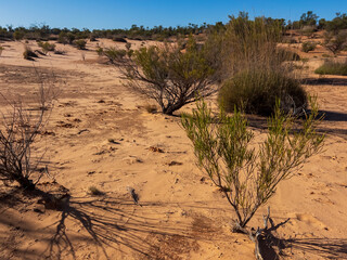 A typical Mallee desert scene with low scrub, scattered vegetation, and weathered stumps scattered across the arid sandy ground. The harsh yet striking landscape reflects the resilience of plants.