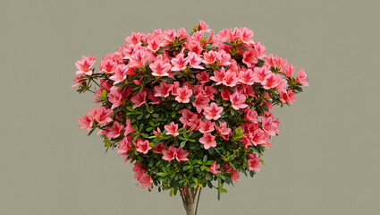 Fototapeta premium Dense Pink Azalea Bush with Green Foliage on Neutral Background pink flowers blooming