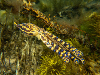 Blue-ringed Octopus Hapalochlaena swimming