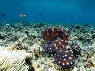 Tropical Octopus sitting on a coral reef