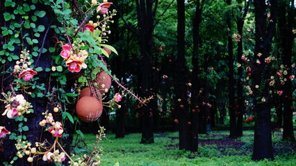 Tropical plant in the rainforest of Costa Rica, Shorea robusta tree 