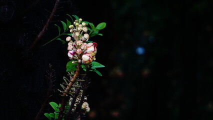 Tropical plant in the rainforest of Costa Rica, Shorea robusta tree 