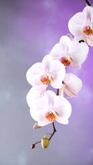 Fototapeta premium Elegant White Phalaenopsis Orchid Blossom: Purple Background, Close-Up Floral Photography