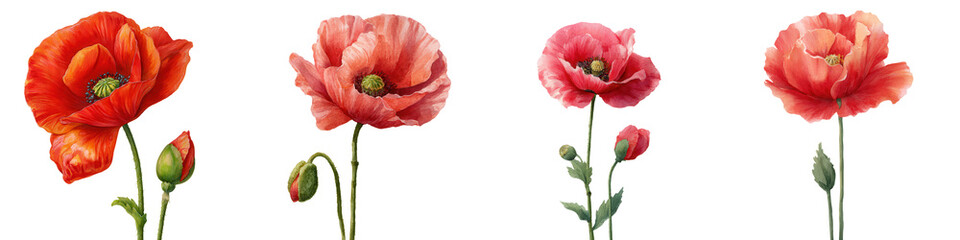 Poppy flower remembrance day symbol with red petals and green stem for peaceful tribute and honor watercolor