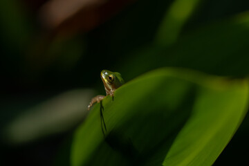 American green tree frog on a leaf