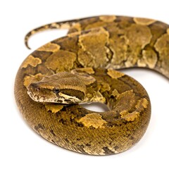 Obraz premium Brown snake coiled on a white background, showcasing details