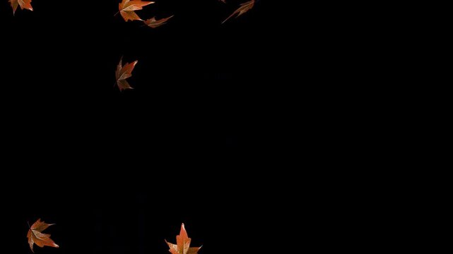 Autumn leaves blowing in wind transition Transparent video