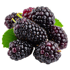 Fresh Ripe Mulberries Stacked with Green Leaves Isolated on Black Background