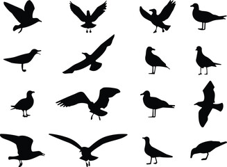Silhouette seagull birds flying and standing, black vector outline, coastal wildlife design, nature background, cad drawing flat vector illustration