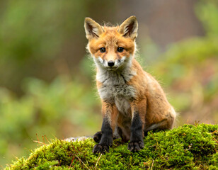A young red fox kit sits attentively on a mossy mound, its bright eyes focused forward, surrounded by a soft, blurred green forest background.