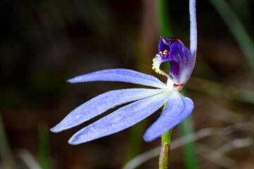 Blue Finger-Orchid Cyanicula caerulea flower