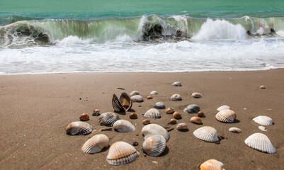 Sea shells on sand background with strong sea wave