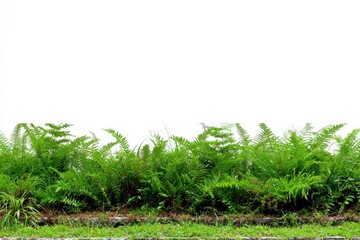 Lush ferns in a horizontal row against a white background