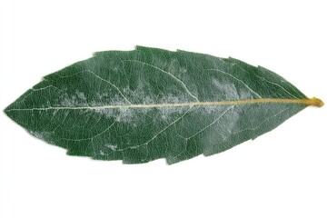 Close-up of a single, elongated green leaf with white spots