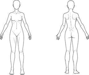 Front and Back Human Anatomy Line Drawing – Gender-Neutral Muscle Structure, Medical Reference, Symmetrical Body Chart for Healthcare, Education, Fitness, and Artistic Use