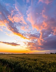Obraz premium Golden sunset over a wheat field