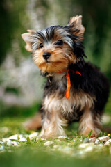 yorkshire terrier walking in the park