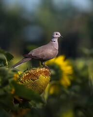 White Dove Symbolizing Peace Perched on a Vibrant Yellow Sunflower.
