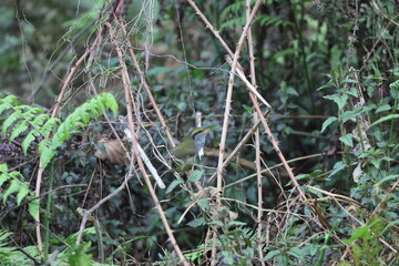 Obraz premium Grey-bellied tesia (Tesia cyaniventer) is a species of warbler in the family Cettiidae. This photo was taken in North India.