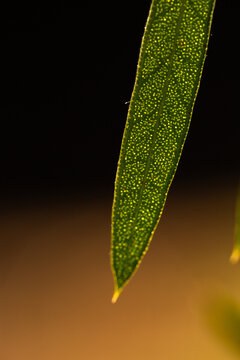 Fototapeta backlit macro details of green bottlebrush plant leaf close up showing veins
