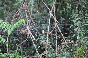 Grey-bellied tesia (Tesia cyaniventer) is a species of warbler in the family Cettiidae. This photo was taken in North India.
