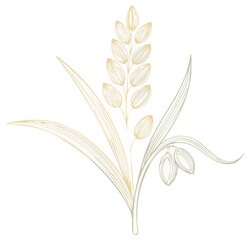 Elegant sketch style drawing of a rice plant stalk with rice grains in a decorative design. Nature food design.
